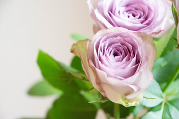 紫色の薔薇
