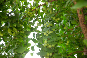 Green ginkgo nuts full of fruits