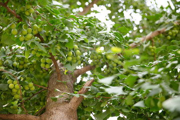 Green ginkgo nuts full of fruits