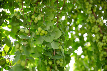 Green ginkgo nuts full of fruits