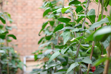 Beans planted in the vegetable garden