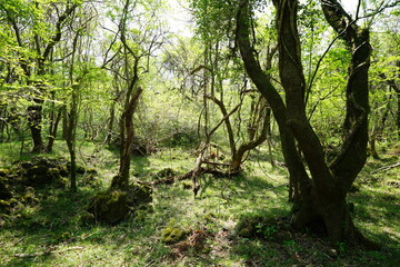 mossy rocks and old trees in spring forest