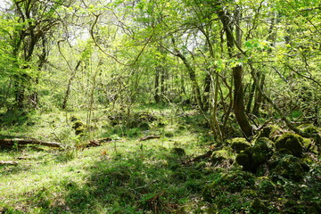 Fototapeta premium mossy rocks and old trees in spring forest