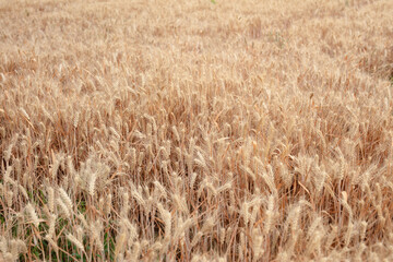 Close-up of golden wheat in farmland