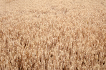 Golden wheat waves are all ripe