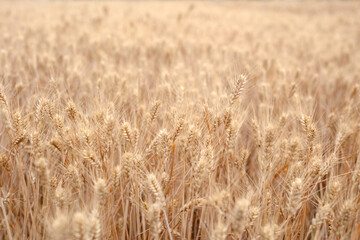 Wheat with full grains is ripe