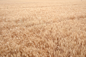 Wheat with full grains is ripe