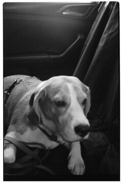 Fototapeta black and white photo of a dog in a car