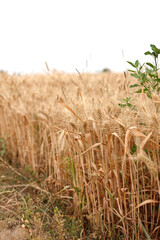 Close-up shot of golden wheat field