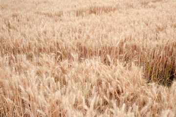 Close-up shot of golden wheat field