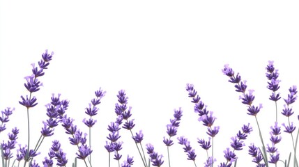 Naklejka premium Lavender Blooms Against a White Background