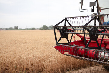 Fototapeta premium Harvester beside a ripe wheat field