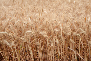 Golden ears of wheat in the harvest season