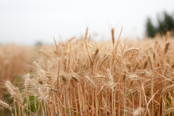 Golden ears of wheat in the harvest season