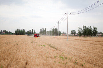 Mechanized harvester is harvesting wheat in the farmland