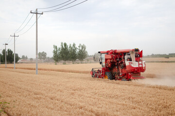 Fototapeta premium The harvester is harvesting ripe wheat