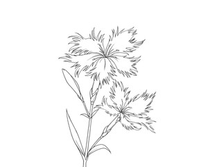 撫子のリアルな線画イラスト