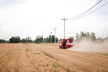 The harvester is harvesting ripe wheat