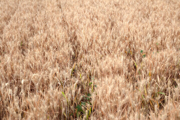 Golden wheat ripening in farmland