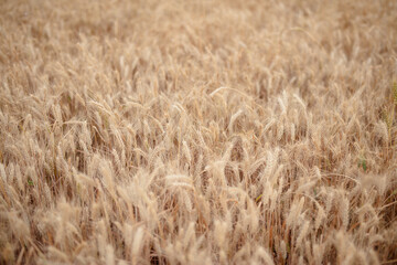 Golden wheat ripening in farmland
