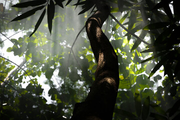 A tall tree standing in a forest area
