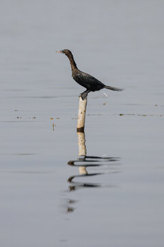 Cormorant on Perch Relieving Itself