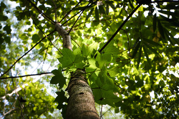 Fototapeta premium a tall tree standing in a forest area