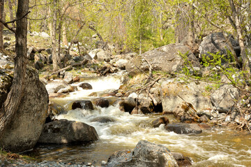 A swift stormy stream flows down from the mountains through the spring forest, bending around the...