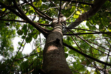 Fototapeta premium a tall tree standing in a forest area
