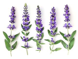 Obraz premium Lavender flowers isolated on white background. Top view.