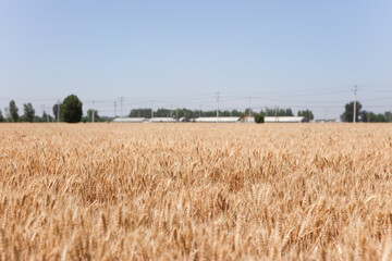 Golden wheat with full grains