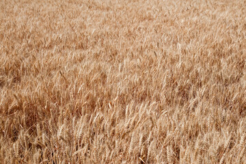 Golden wheat with full grains