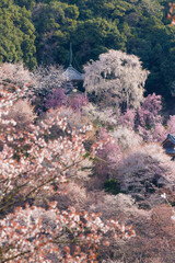 山桜_吉野山遠景