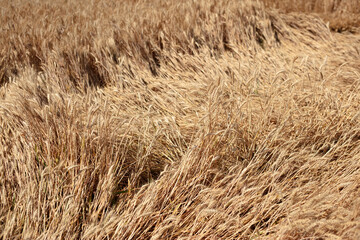 Fototapeta premium Ripe wheat falls in the farmland