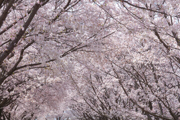 道の両側に並ぶ桜並木