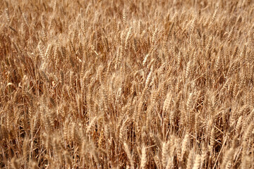 The golden wheat fields are all ripe