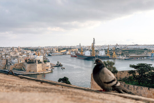 Pigeon on the Fortress Wall in Valleta City of Malta