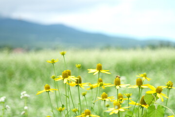 夏の野原