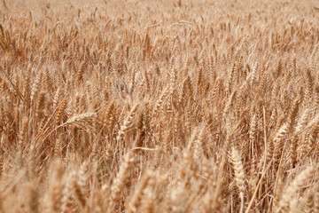 The golden wheat fields are all ripe