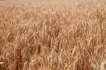 The golden wheat fields are all ripe