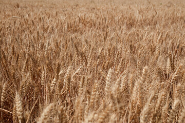 The golden wheat fields are all ripe