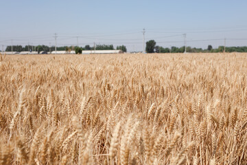 The golden wheat fields are all ripe