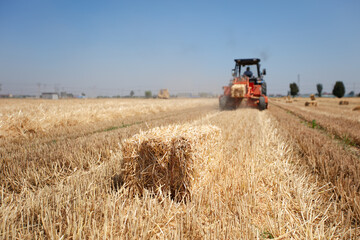 Obraz premium Wheat straw is mechanically baled into bales in a wheat field after harvest