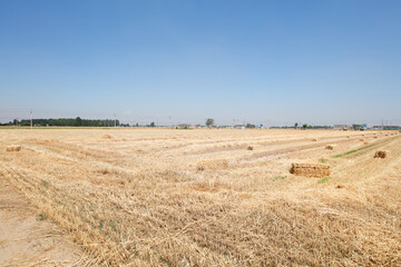 Baling of wheat straw left in the wheat field after harvest