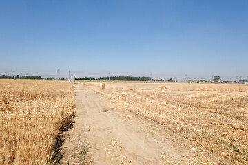 Baling of wheat straw left in the wheat field after harvest