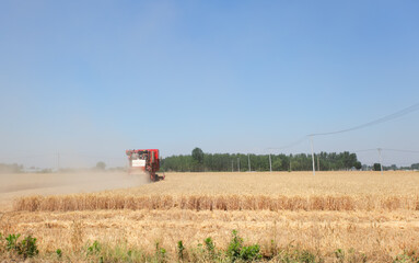 Harvester harvesting wheat in a wheat field