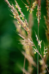 grass in the wind