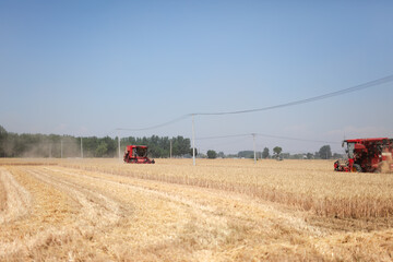 Harvester harvesting wheat in a wheat field