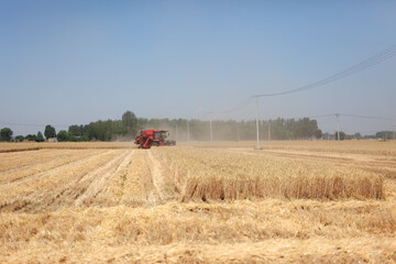 Busy harvesters harvesting wheat