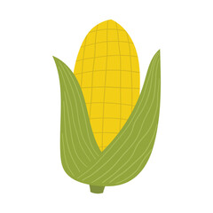 Corn vector illustration